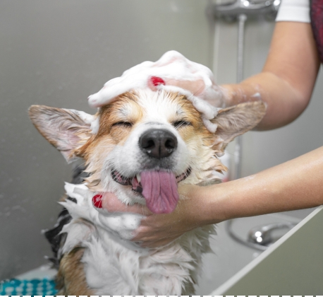 Shower (Dog)